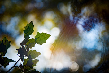 Under Wood Bokeh - Free image #450243